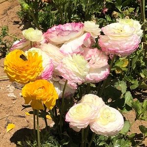 Meet your Posher, Dawn